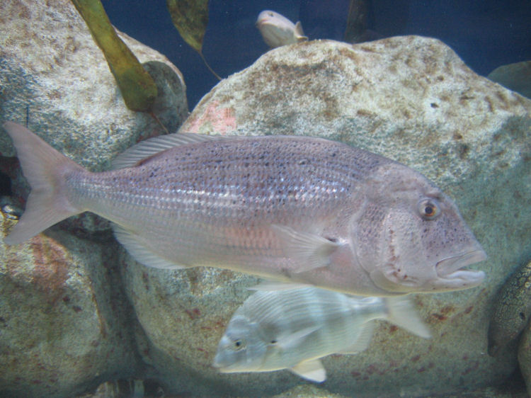 Image 29 of 71  -  102 kB