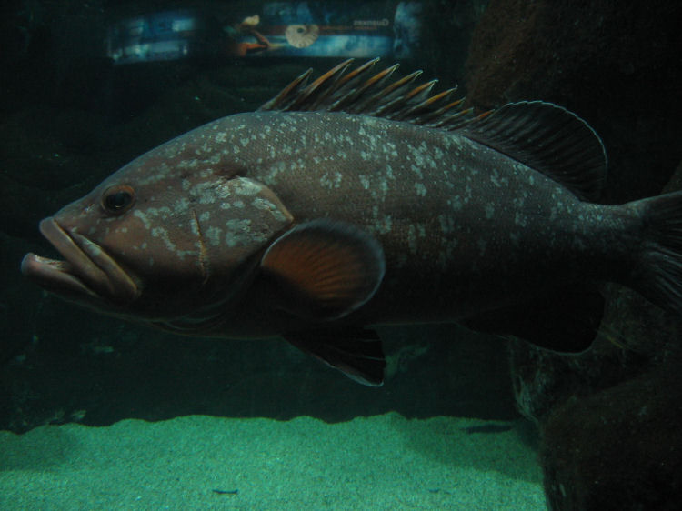 Image 32 of 71  -  68 kB