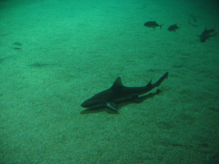 Image 34 of 71  -  80 kB