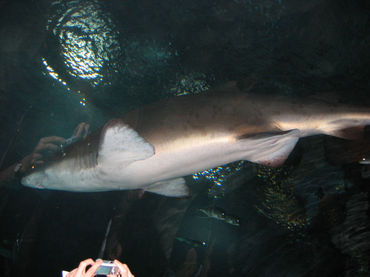 Image 35 of 71  -  68 kB