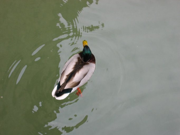 Image 31 of 31  -  28 kB